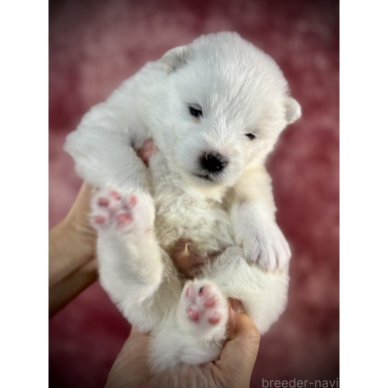 販売中の埼玉県のサモエド-448488の4枚目