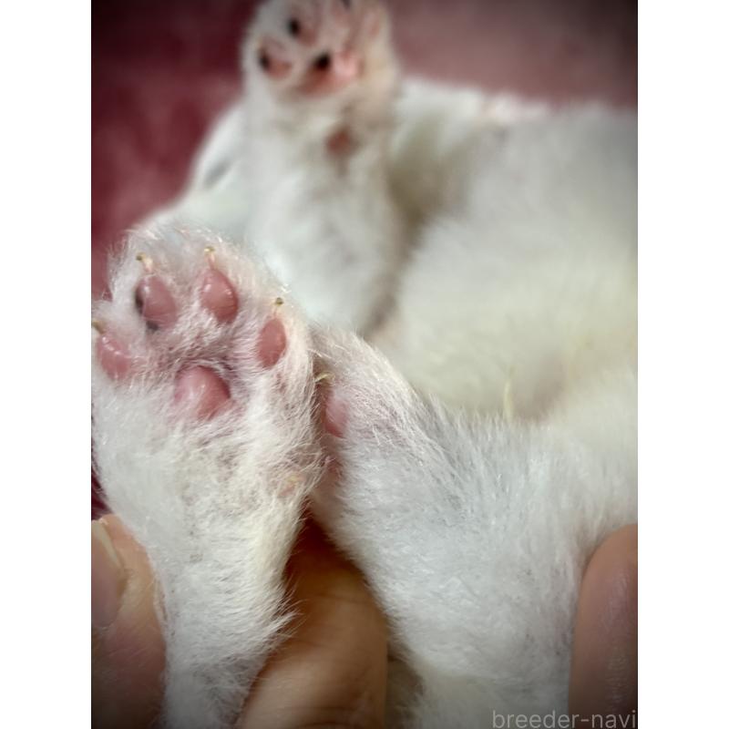 販売中の埼玉県のサモエド-448488の3枚目