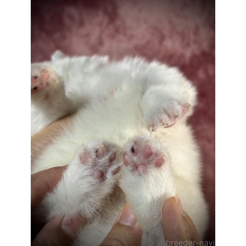 販売中の埼玉県のサモエド-448488の2枚目