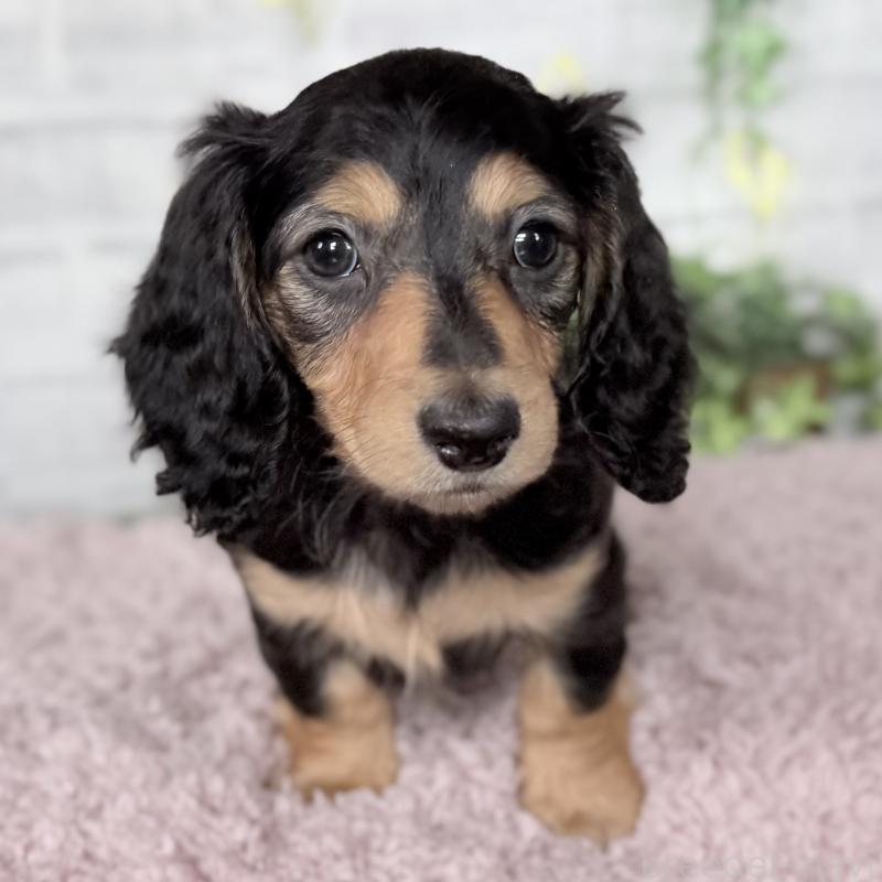 販売中の埼玉県のミニチュアダックスフンド(ロングヘアード)-448489の12枚目