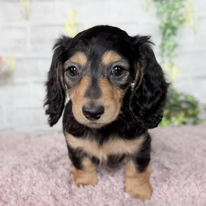 販売中の埼玉県のミニチュアダックスフンド(ロングヘアード)-448489の11枚目