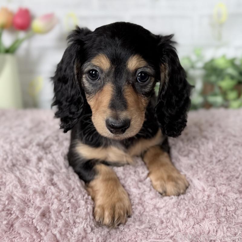 販売中の埼玉県のミニチュアダックスフンド(ロングヘアード)-448489の10枚目