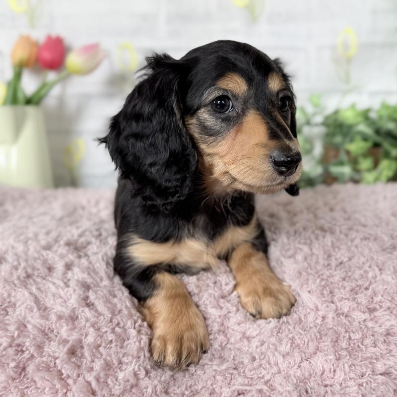 販売中の埼玉県のミニチュアダックスフンド(ロングヘアード)-448489の9枚目