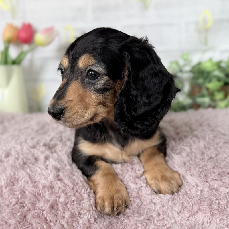 販売中の埼玉県のミニチュアダックスフンド(ロングヘアード)-448489の8枚目