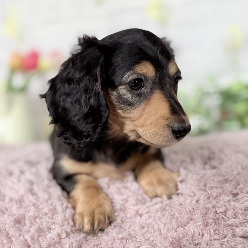 販売中の埼玉県のミニチュアダックスフンド(ロングヘアード)-448489の4枚目