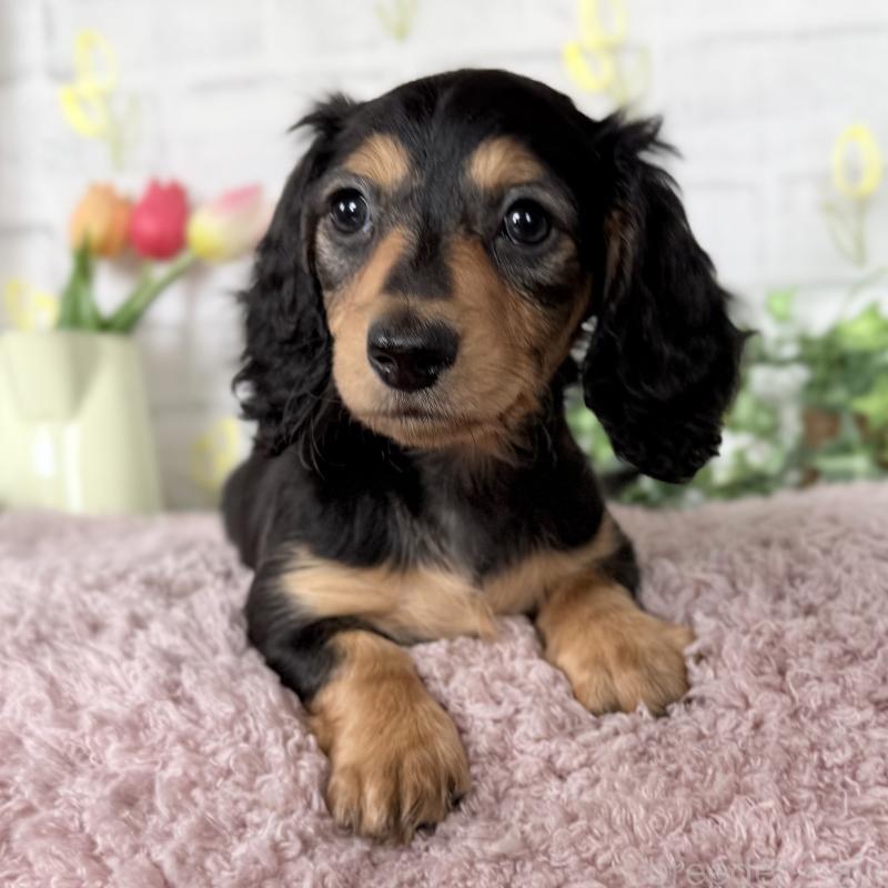 販売中の埼玉県のミニチュアダックスフンド(ロングヘアード)-448489の3枚目