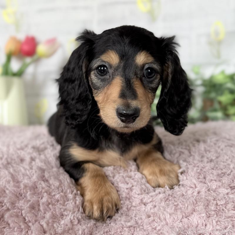 販売中の埼玉県のミニチュアダックスフンド(ロングヘアード)-448489の2枚目