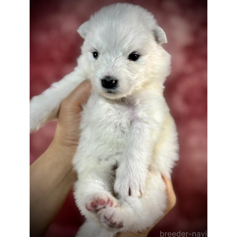 販売中の埼玉県のサモエド-448490の10枚目