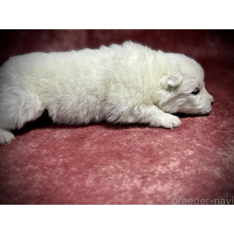 販売中の埼玉県のサモエド-448490の9枚目