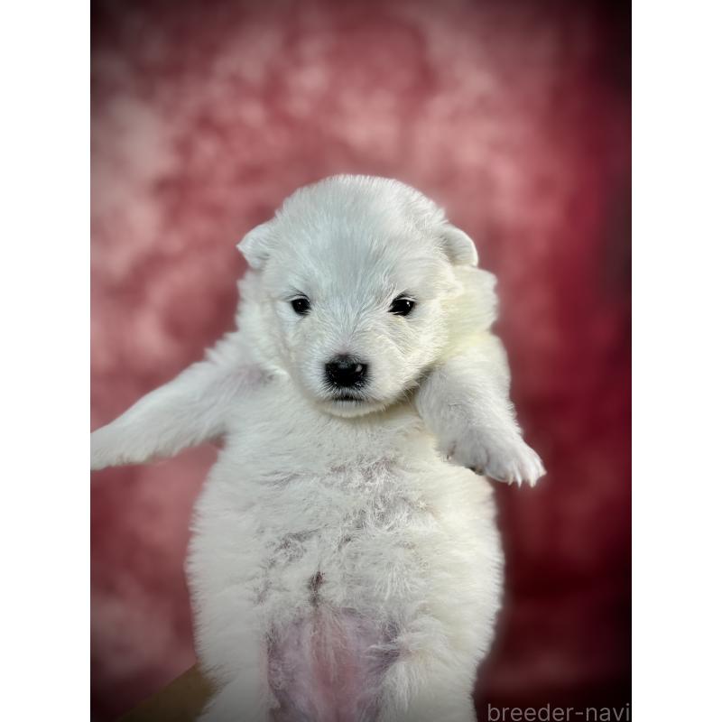 販売中の埼玉県のサモエド-448490の8枚目