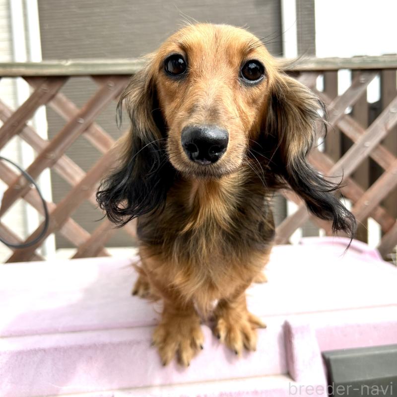 テテちゃん1枚目