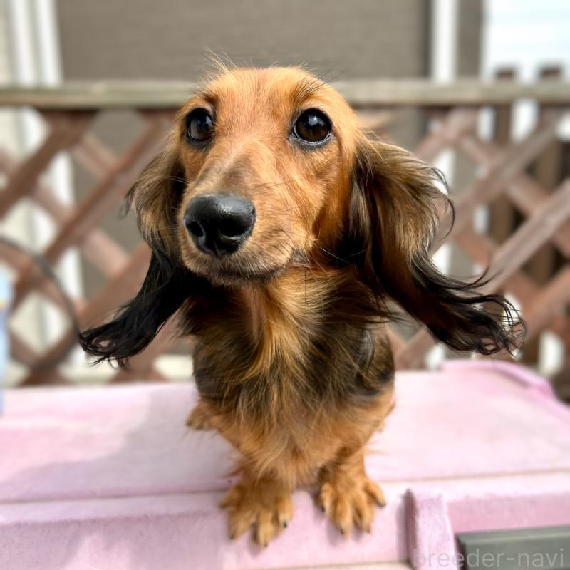 テテちゃん1枚目