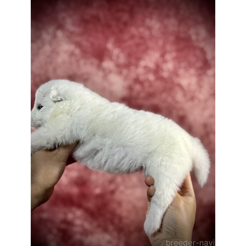 販売中の埼玉県のサモエド-448490の6枚目