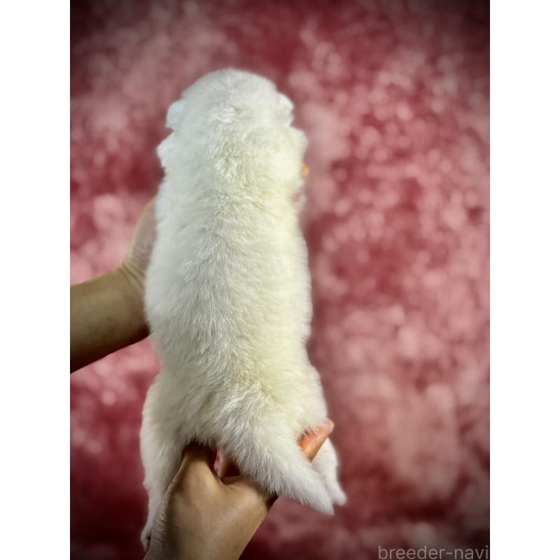 販売中の埼玉県のサモエド-448490の5枚目