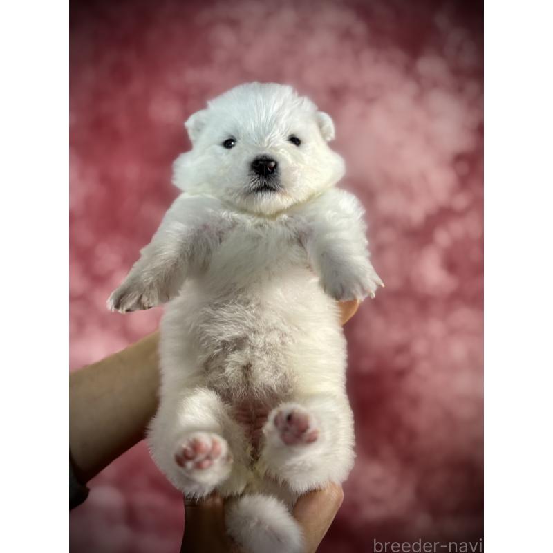 販売中の埼玉県のサモエド-448490の4枚目