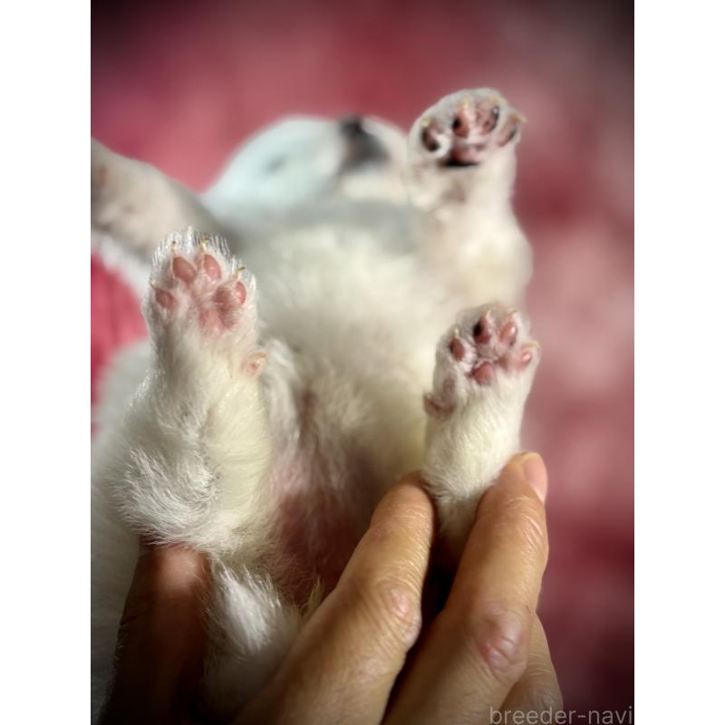 販売中の埼玉県のサモエド-448490の3枚目