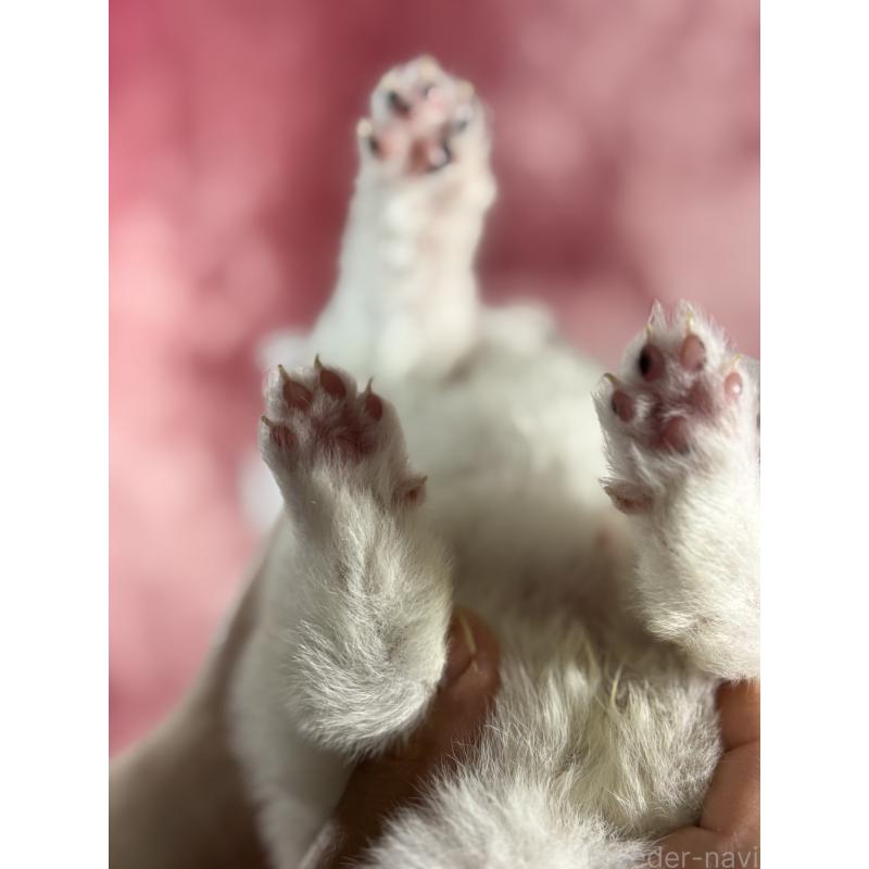 販売中の埼玉県のサモエド-448490の2枚目