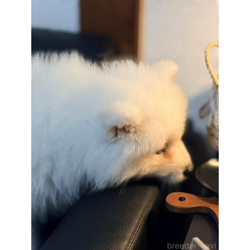 販売中の埼玉県のサモエド-448491の9枚目