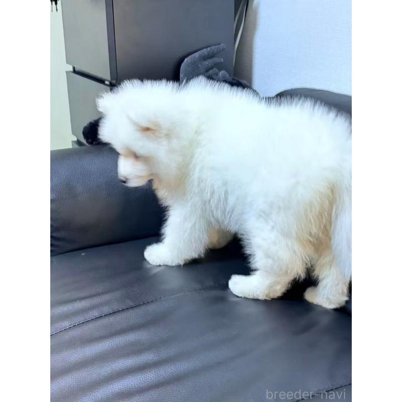 販売中の埼玉県のサモエド-448491の7枚目