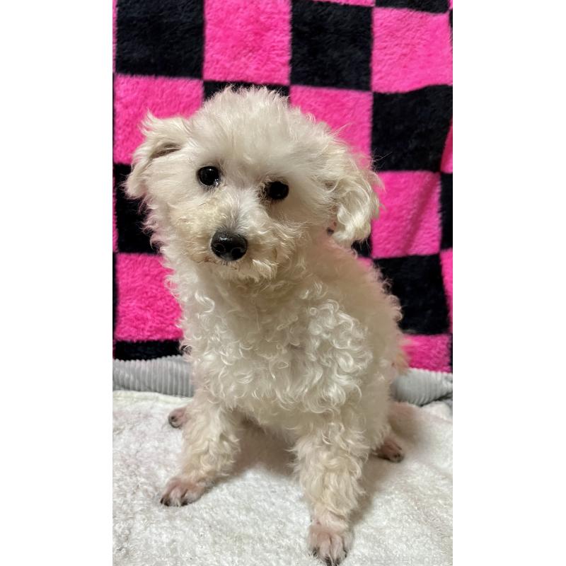 販売中の栃木県のティーカッププードル-369076の2枚目