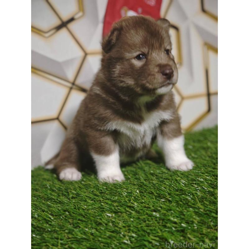 販売中の静岡県のシベリアンハスキー-448492の7枚目