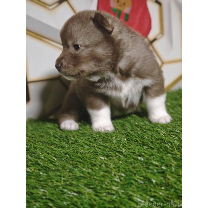 販売中の静岡県のシベリアンハスキー-448492の6枚目