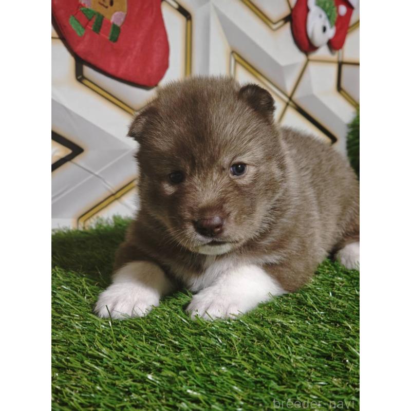 販売中の静岡県のシベリアンハスキー-448492の5枚目