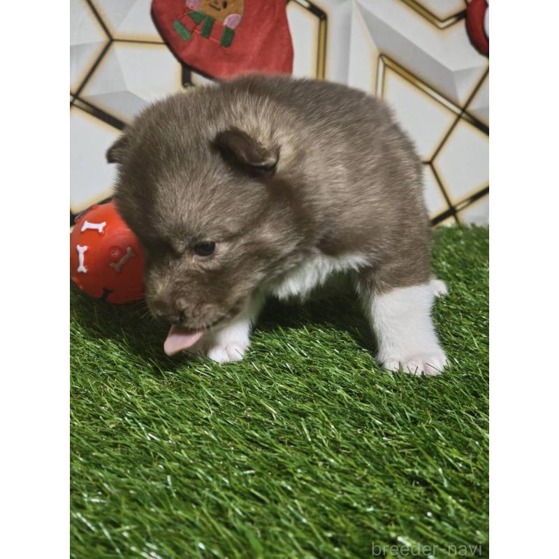 販売中の静岡県のシベリアンハスキー-448492の2枚目