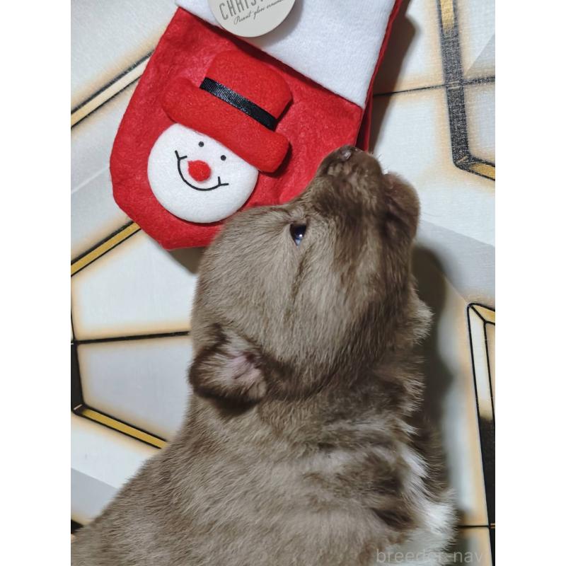 販売中の静岡県のシベリアンハスキー-448493の9枚目