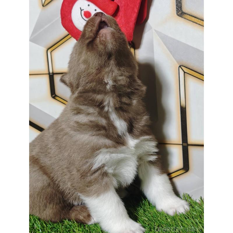 販売中の静岡県のシベリアンハスキー-448493の8枚目