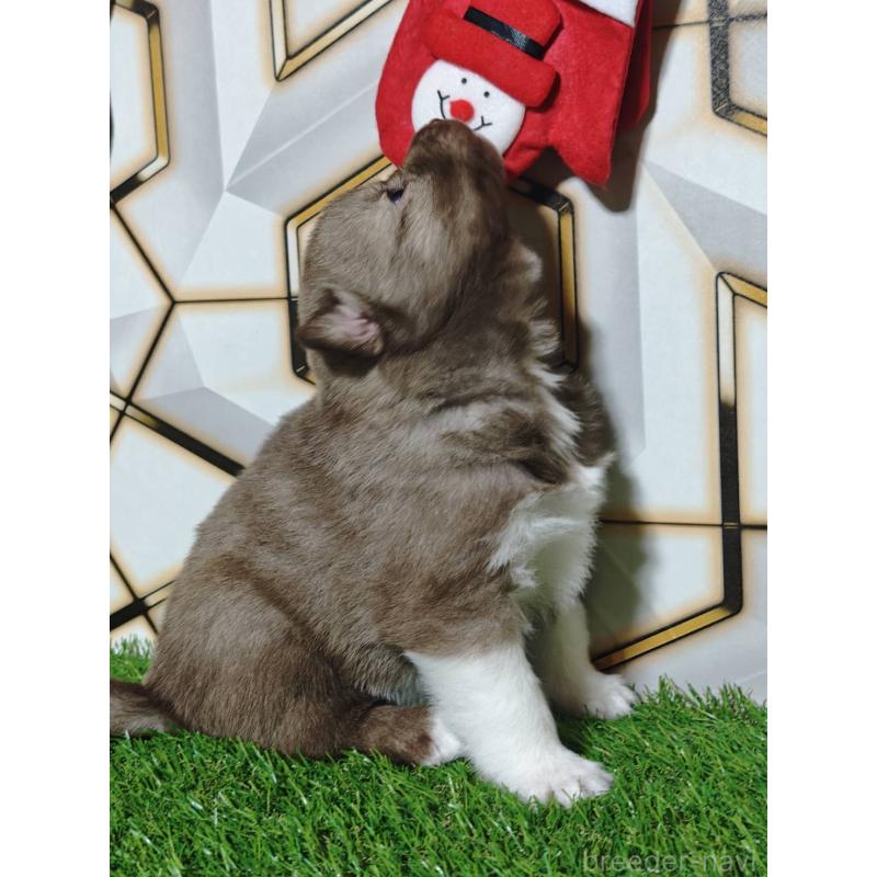 販売中の静岡県のシベリアンハスキー-448493の7枚目