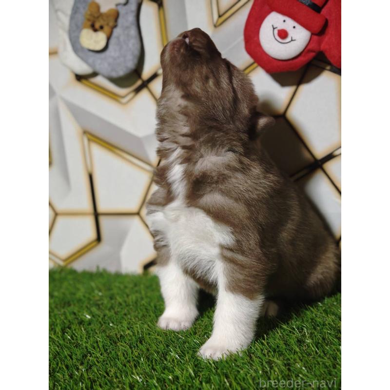 販売中の静岡県のシベリアンハスキー-448493の6枚目