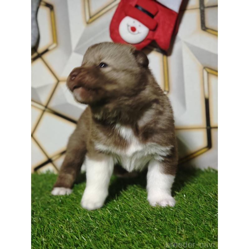 販売中の静岡県のシベリアンハスキー-448493の4枚目