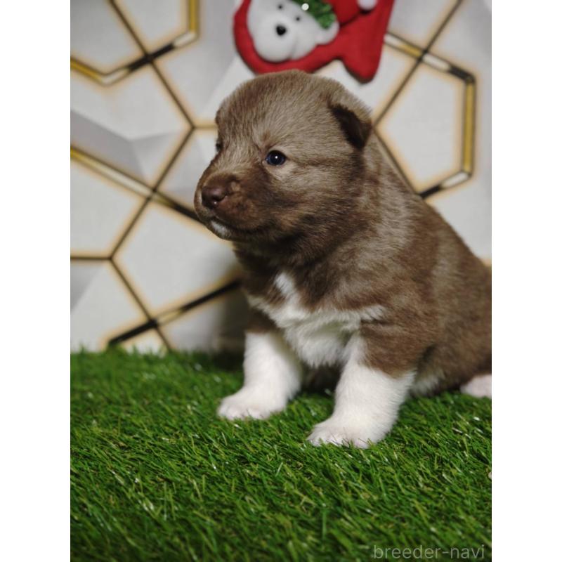 販売中の静岡県のシベリアンハスキー-448493の3枚目