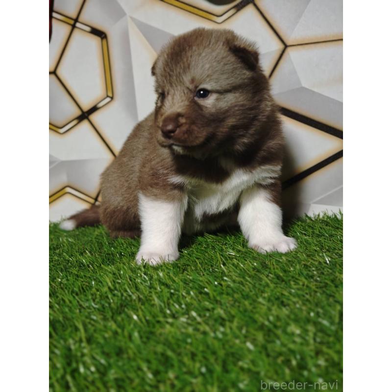 販売中の静岡県のシベリアンハスキー-448493の2枚目