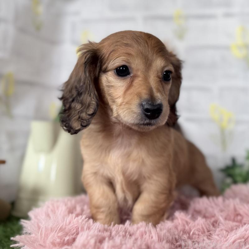 販売中の埼玉県のミニチュアダックスフンド(ロングヘアード)-448494の14枚目