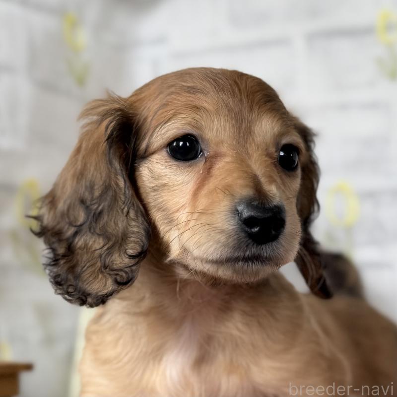 販売中の埼玉県のミニチュアダックスフンド(ロングヘアード)-448494の12枚目