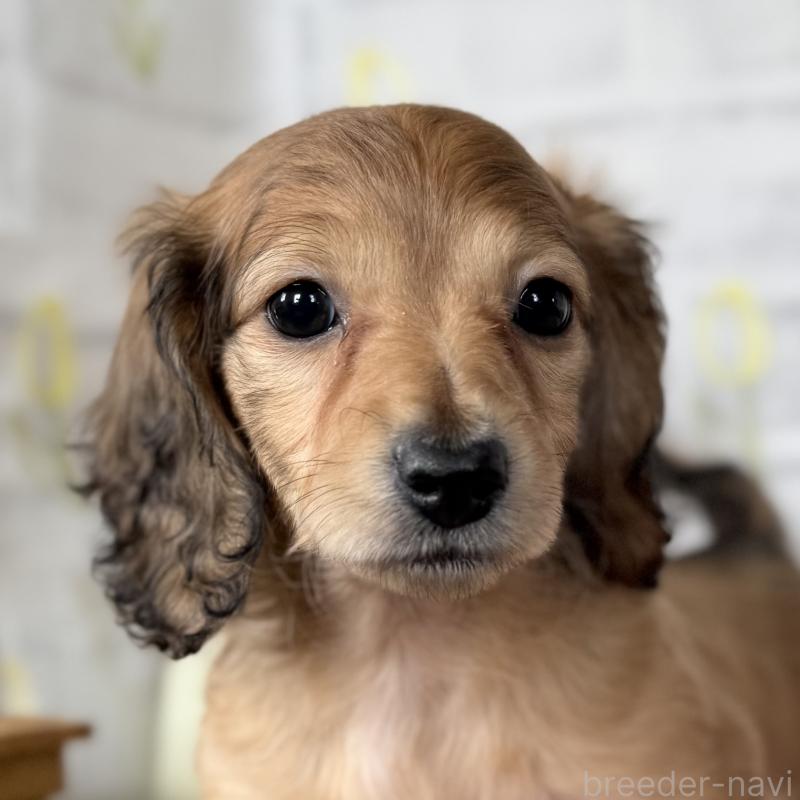 販売中の埼玉県のミニチュアダックスフンド(ロングヘアード)-448494の11枚目