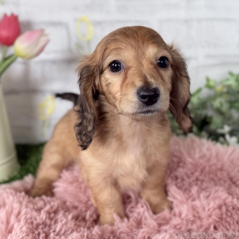 販売中の埼玉県のミニチュアダックスフンド(ロングヘアード)-448494