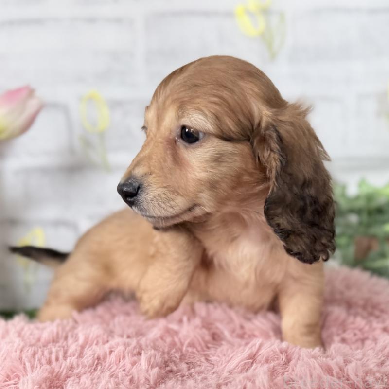 販売中の埼玉県のミニチュアダックスフンド(ロングヘアード)-448494の10枚目