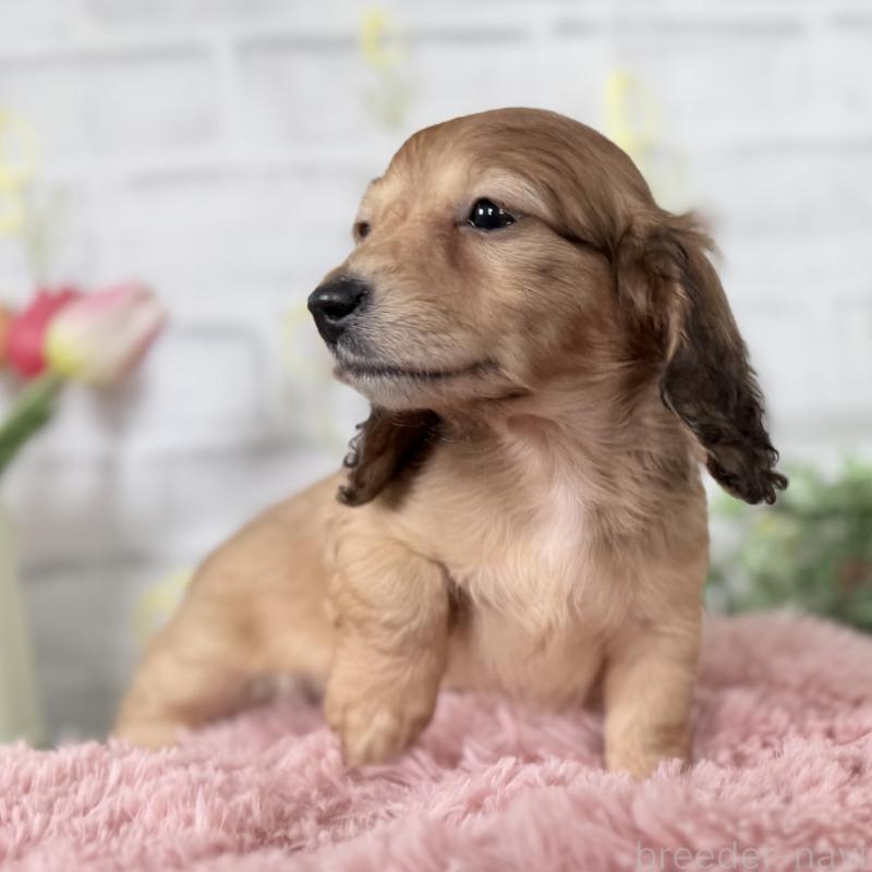 販売中の埼玉県のミニチュアダックスフンド(ロングヘアード)-448494の9枚目