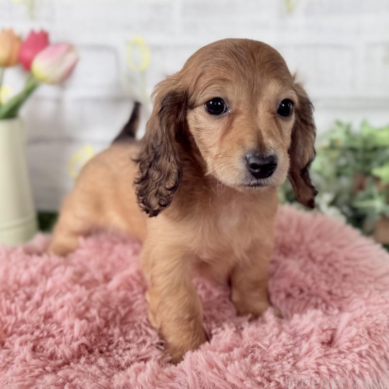 販売中の埼玉県のミニチュアダックスフンド(ロングヘアード)-448494の8枚目