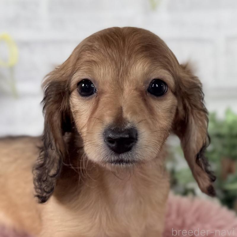 販売中の埼玉県のミニチュアダックスフンド(ロングヘアード)-448494の7枚目