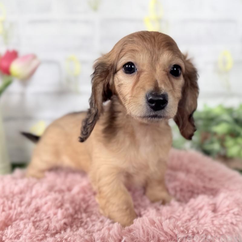 販売中の埼玉県のミニチュアダックスフンド(ロングヘアード)-448494の6枚目