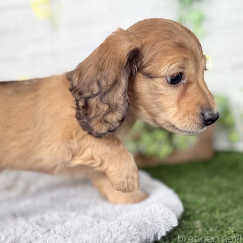 販売中の埼玉県のミニチュアダックスフンド(ロングヘアード)-448494の5枚目