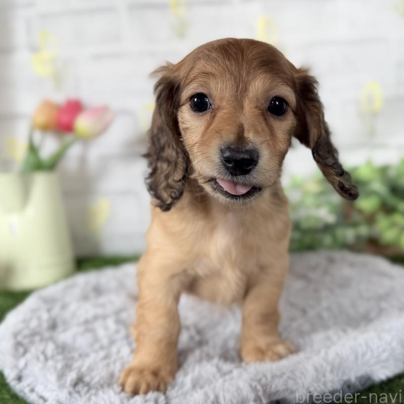 販売中の埼玉県のミニチュアダックスフンド(ロングヘアード)-448494の4枚目