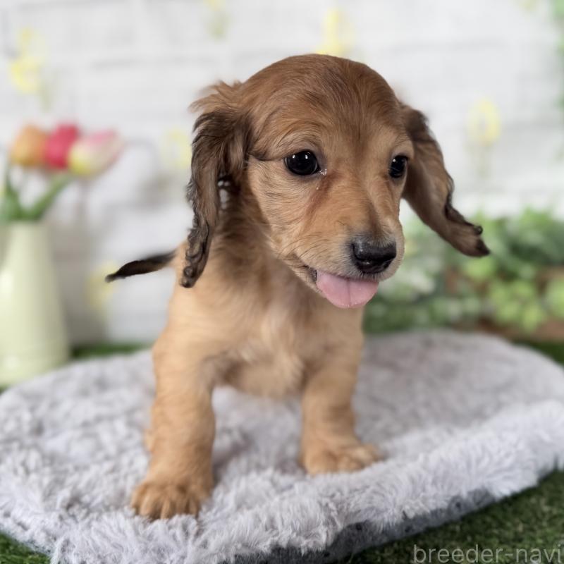 販売中の埼玉県のミニチュアダックスフンド(ロングヘアード)-448494の3枚目