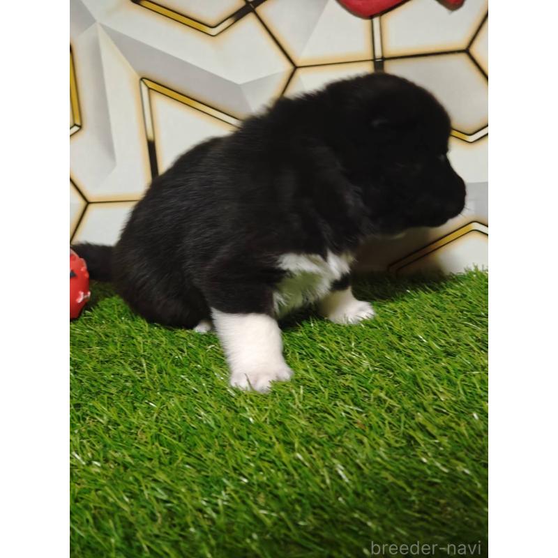 販売中の静岡県のシベリアンハスキー-448495の6枚目