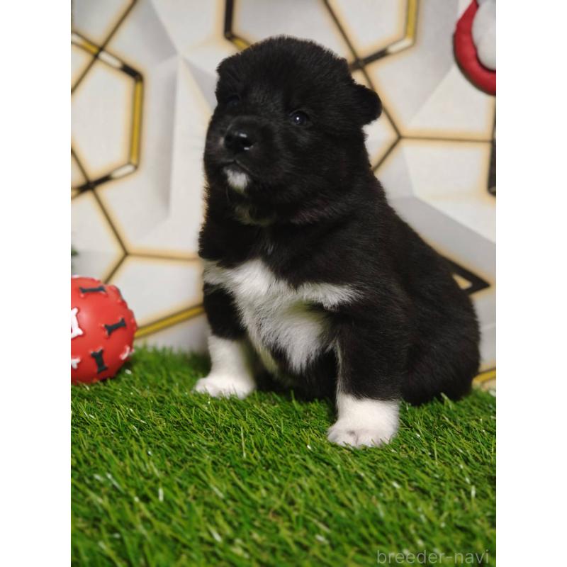 販売中の静岡県のシベリアンハスキー-448495の5枚目