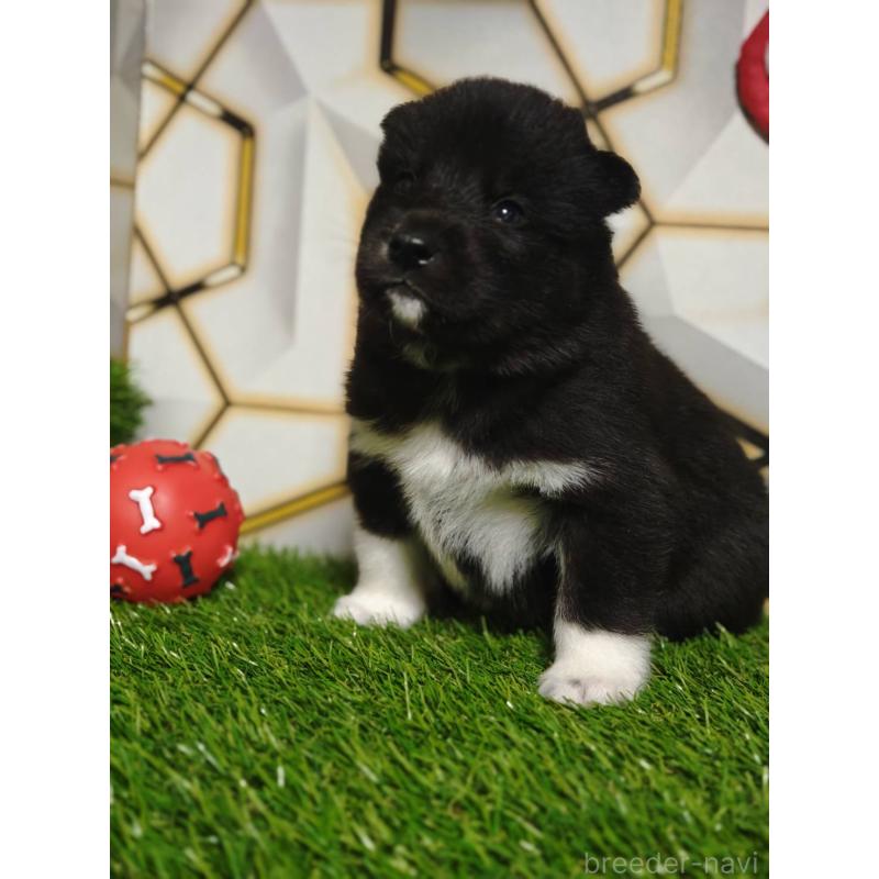 販売中の静岡県のシベリアンハスキー-448495の4枚目